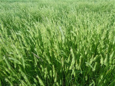 Hordeum secalinum Schreb., 1771
