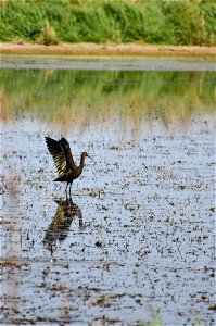 Glossy Ibis on Sorenson WPA Lake Andes Wetland Management District South Dakota photo
