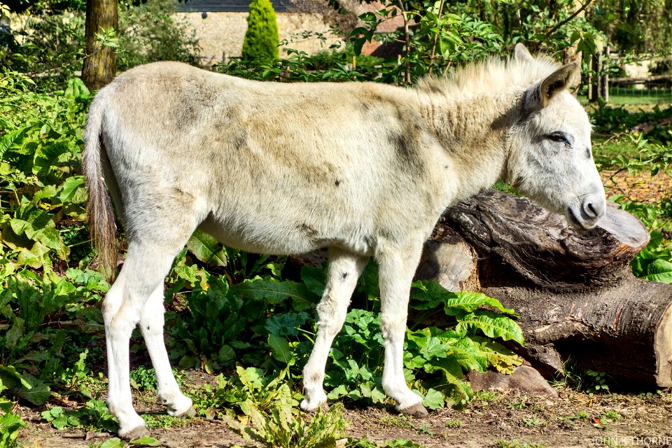 Name: George The Donkey   Date of Birth: 1 May 2009  Place: Kent Life Heritage Farm Park