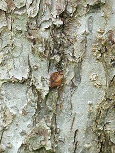 Tribe fruit tree close up