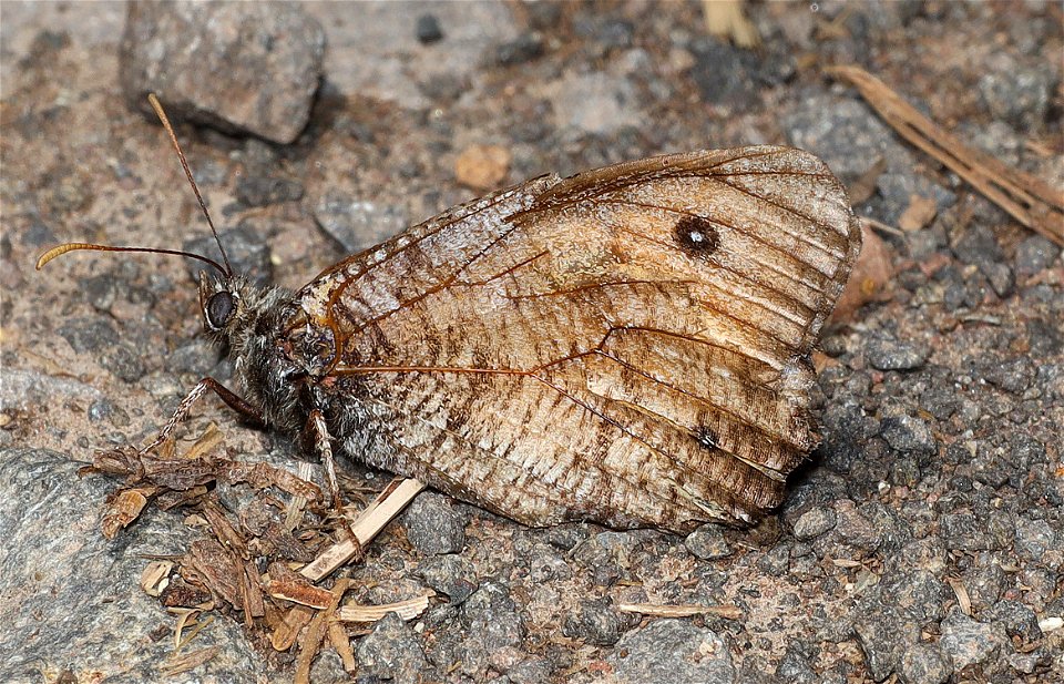 ARCTIC, GREAT (Oenies nevadensis) (09-02-2022) about 5900 ft, table mt, jackson co, or -04