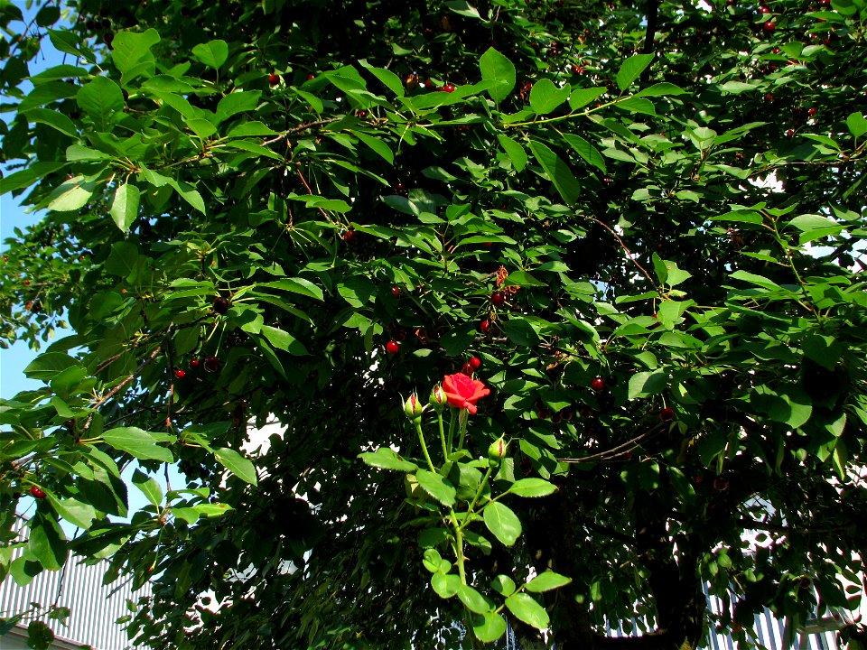 trandaf2009_0623_171302(2)