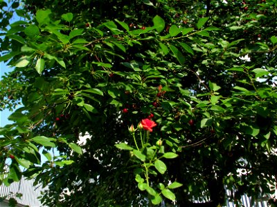 trandaf2009_0623_171302(2)