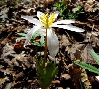 Blood Root photo