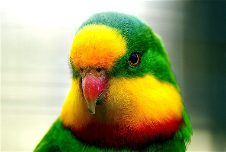 The superb parrot, photo