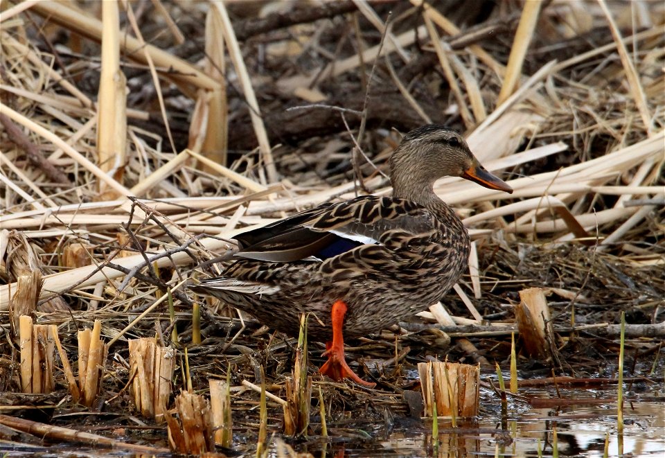 Mallard Hen Huron Wetland Management District, South Dakota photo