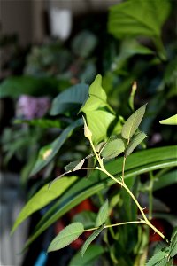 trandaf_mic2012_0329_062405