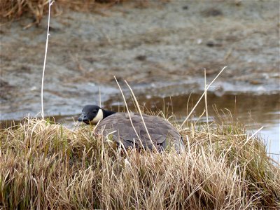 Cackling Goose nest photo