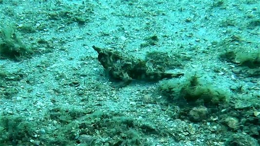Batfish Blue Heron Bridge Florida
