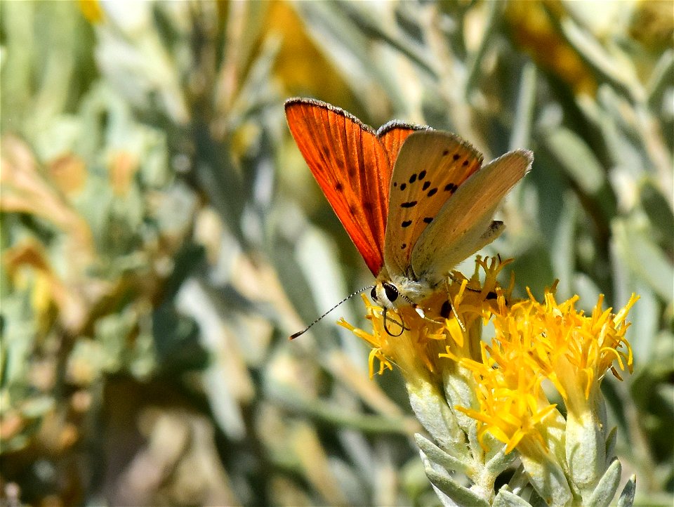 Ruddy Copper Lycaena rubidus at Seedskadee National Wildlife Refuge Wyoming photo