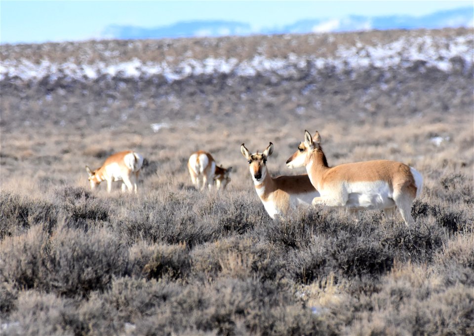 Pronghorn at Seedskadee National Wildlife Refuge
