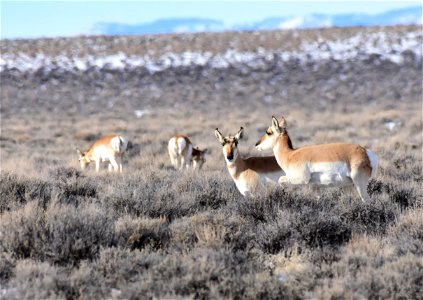 Pronghorn at Seedskadee National Wildlife Refuge photo