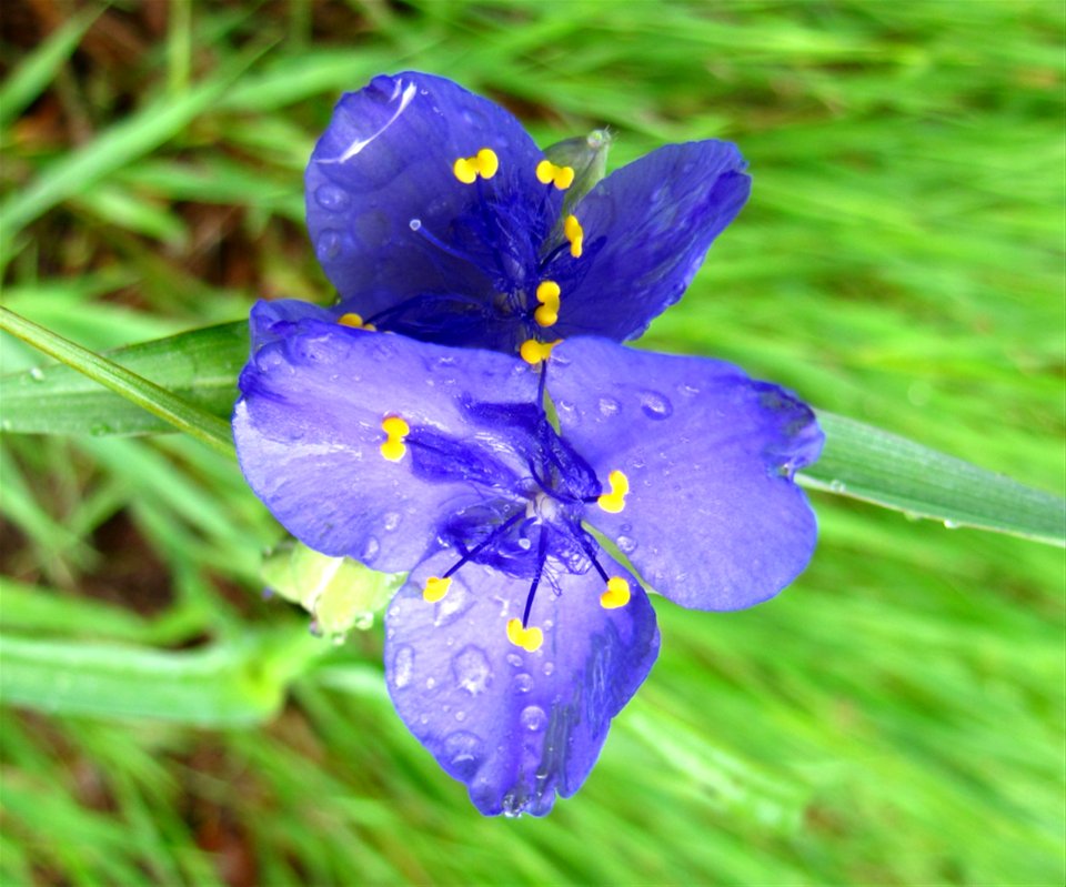 Spiderwort photo