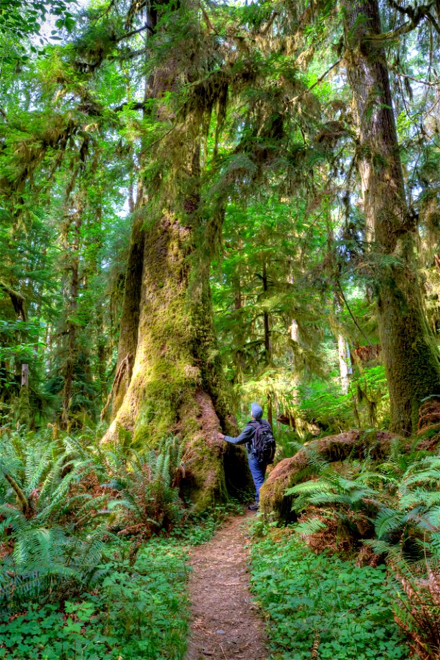 PNT-Olympic NF-Bogachiel River Rain Forest-1