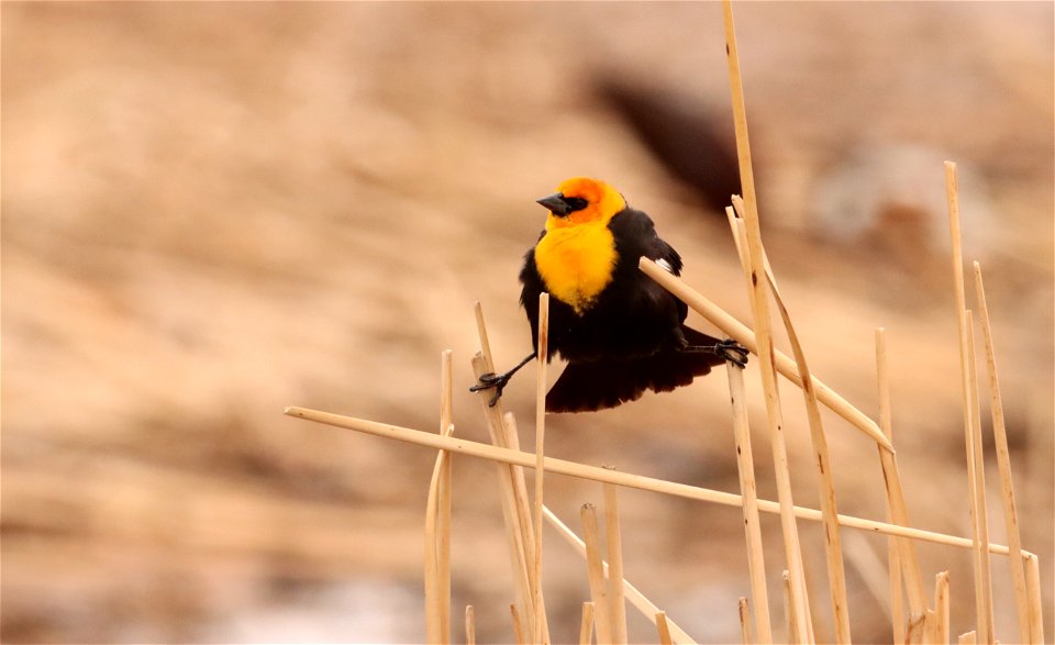 Yellow-headed Blackbird Huron Wetland Management District photo