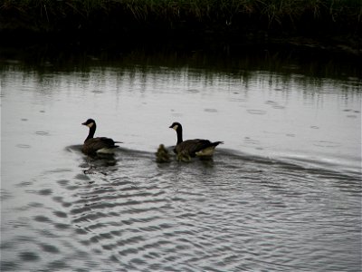 Family of cackling geese photo