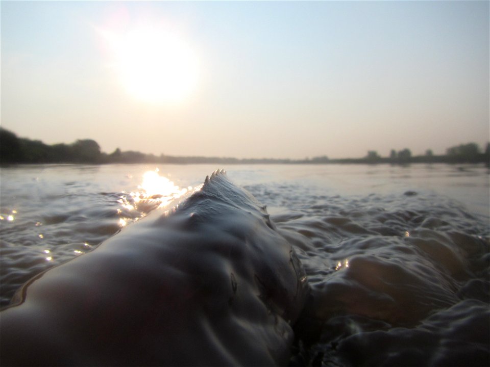 Pallid Sturgeon photo