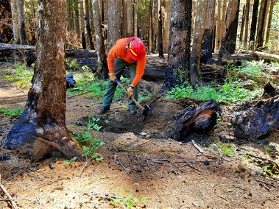 2021-FS-GPNF-Forest Service Trail Crew working on Siouxon trail post Big Hollow Fire Forest Service Photo. photo