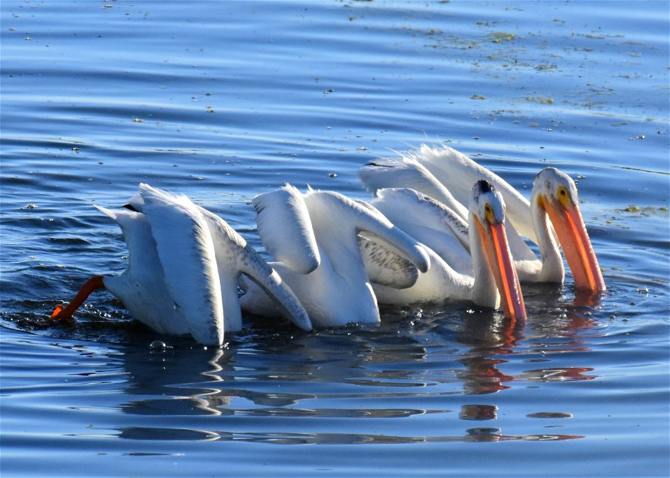 American white pelican at Seedskadee National Wildlife Refuge