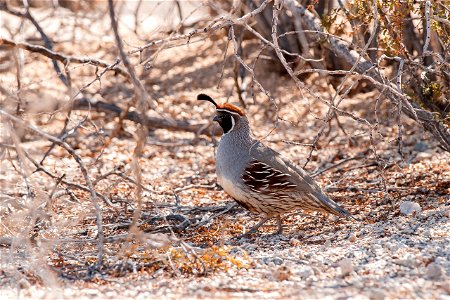 Gambel's quail photo