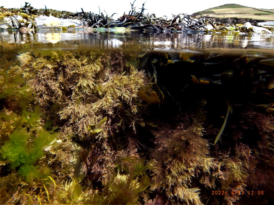 Rockpools, Greencliff, Abbotsham Cliffs , Westward Ho! North Devon. 13th June 2022