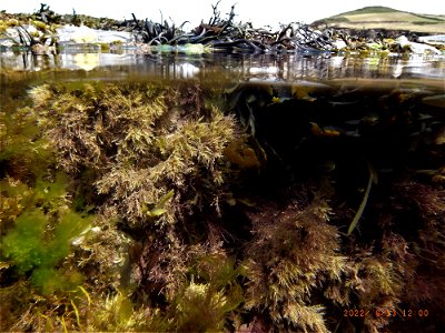 Rockpools, Greencliff, Abbotsham Cliffs , Westward Ho! North Devon. 13th June 2022