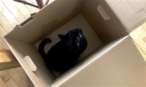 Cat in a Box photo