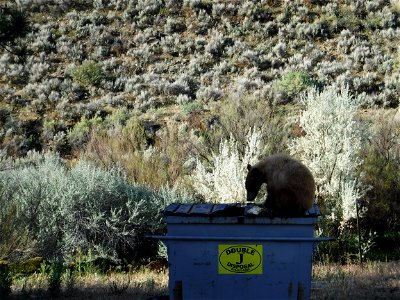 Spring bear in hatchery dumpster photo