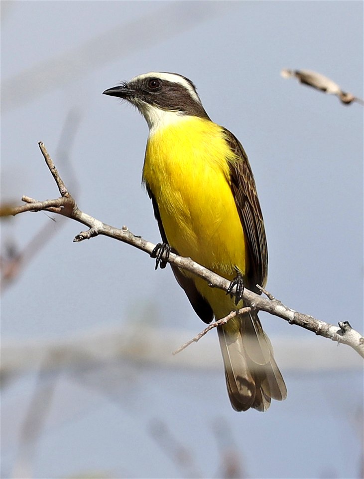597 - SOCIAL FLYCATCHER (12-24-2021) u of texas brownsville campus, brownsville, cameron co, tx -15