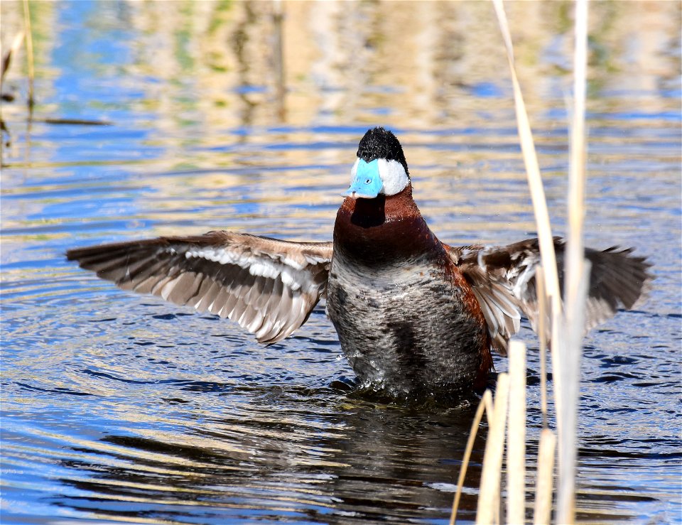 Ruddy duck at Seedskadee National Wildlife Refuge