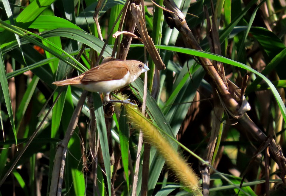 Female Tricolor Munia