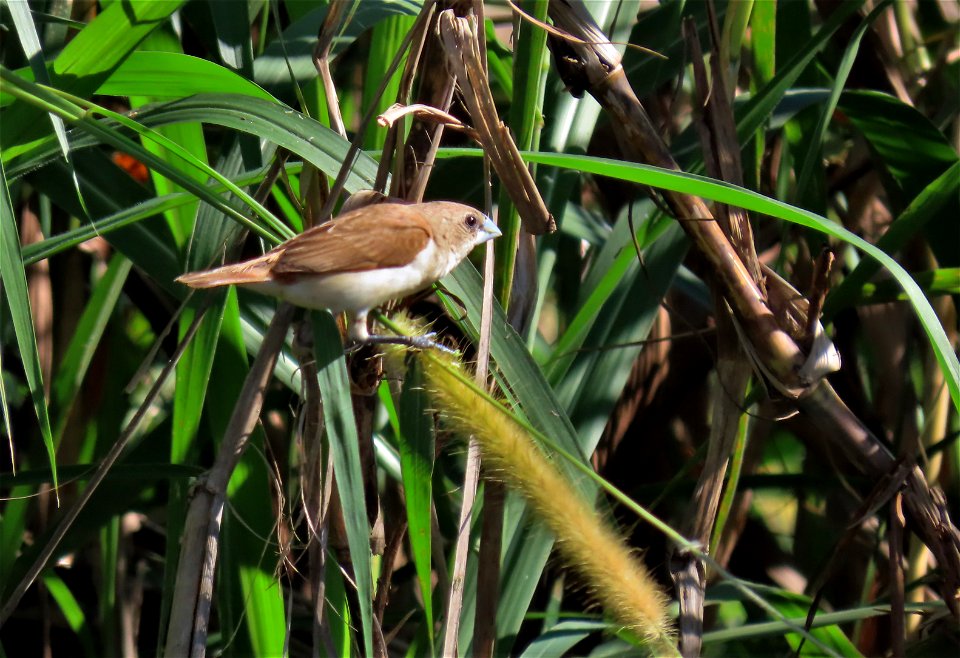 Female Tricolor Munia photo