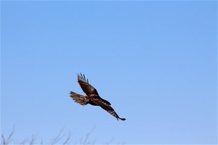 Juvenile red-tailed hawk in flight photo
