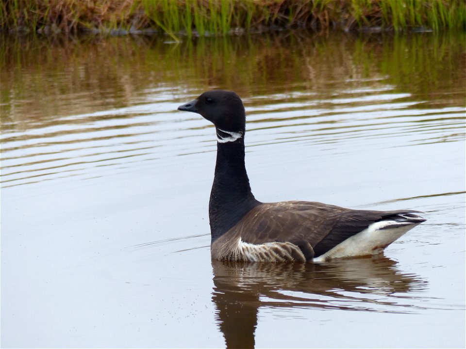 Black Brant photo