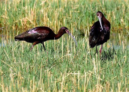 White faced ibis on Seedskadee National Wildlife Refuge