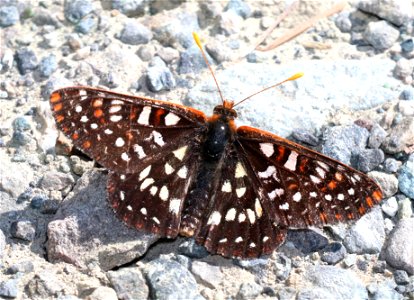 CHECKERSPOT, VARIABLE (Euphydryas chalcedona) (6-25-2021) low divide road, smith river nat rec area, del norte co, ca -01