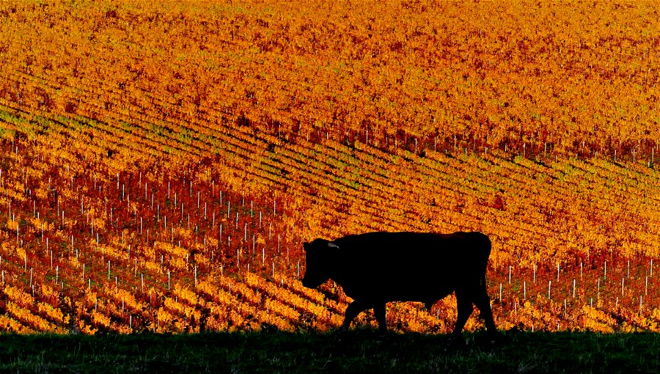 Vineyard silhouette photo