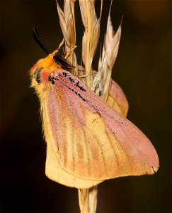MOTH, sp (08-03-2022) 5500 ft, table mt, cascade-siskiyou nat monument, jackson co, or -03