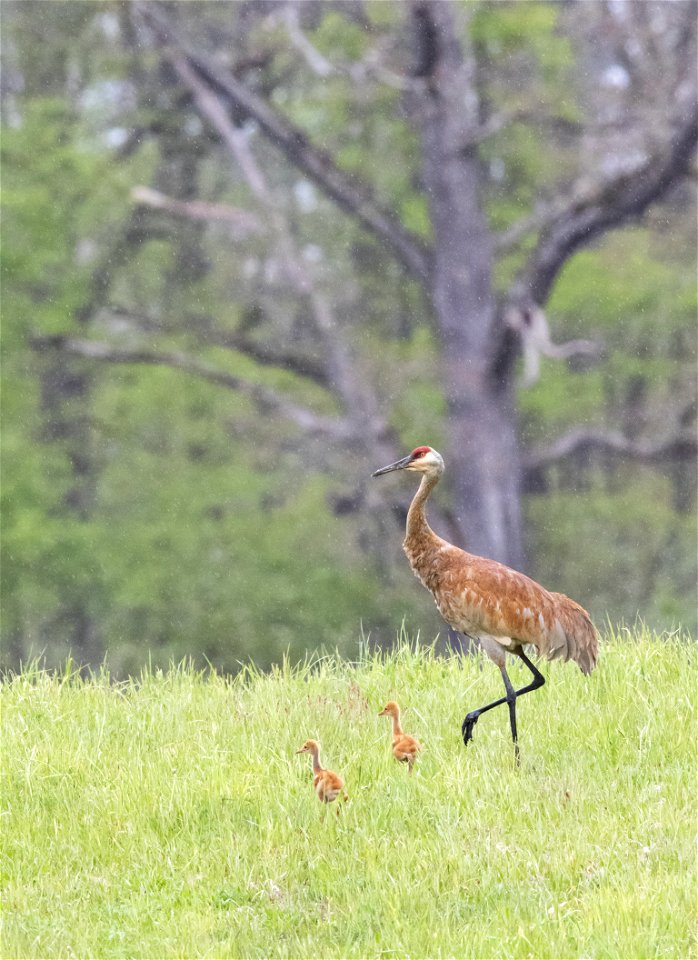 Sandhill crane with colts in the rain