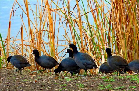 coots by a lake