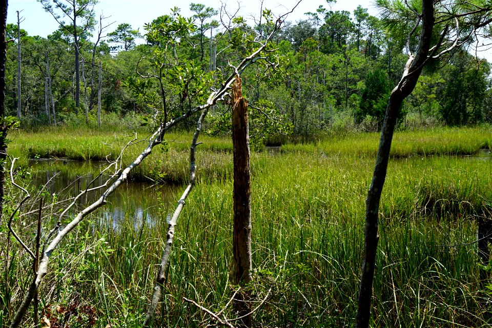 scene Carolina Beach SP KG (167)