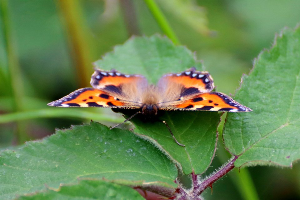 Small Tortoiseshell