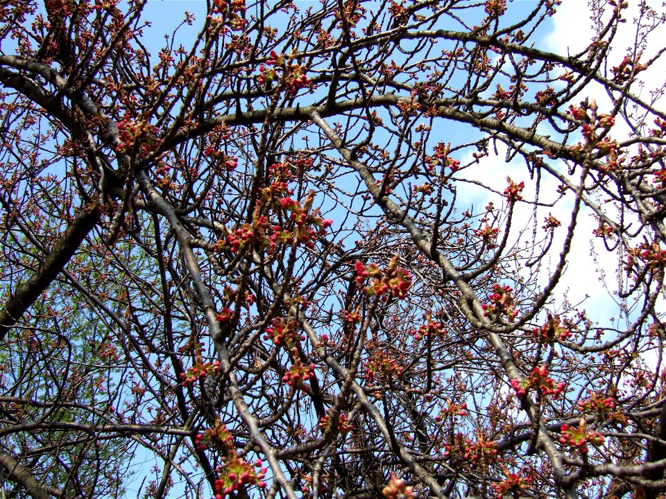gradina botanica_119