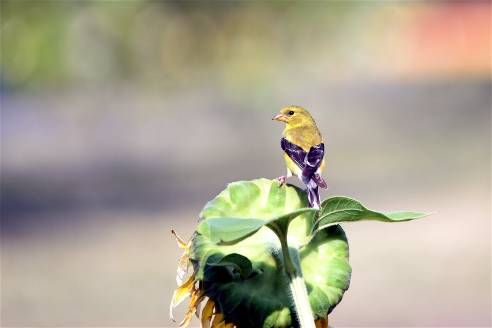 American goldfinch photo