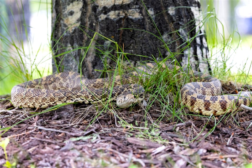 Bull snake in Mammoth Hot Springs (2) photo