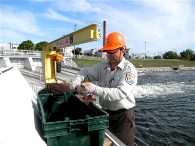 Service Employee Sexing a Sea Lamprey at the Cheboygan River in Michigan. photo