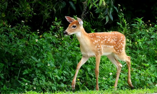 Fawn photo