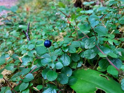 Queen's cup berry, Mt. Baker-Snoqualmie National Forest. Photo by Anne Vassar Aug. 10, 2021. photo