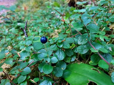 Queen's cup berry, Mt. Baker-Snoqualmie National Forest. Photo by Anne Vassar Aug. 10, 2021.