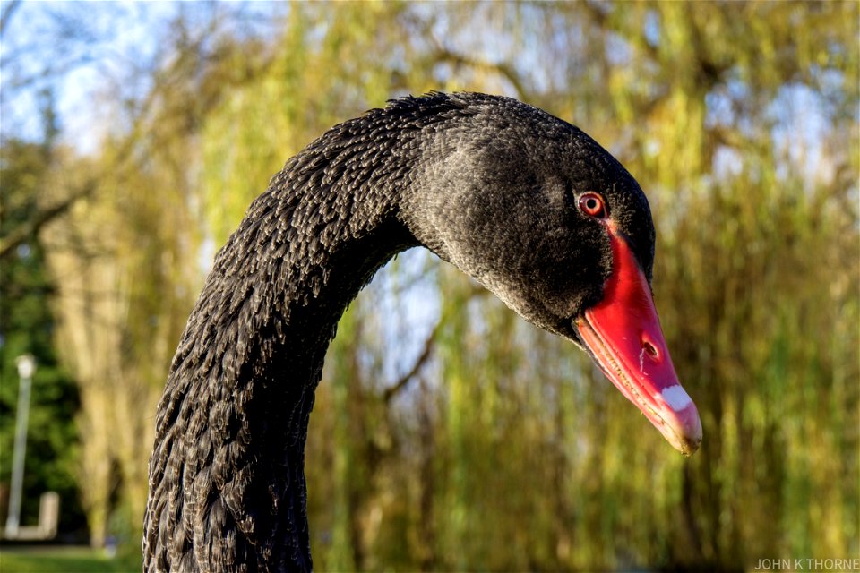 BLACK SWAN